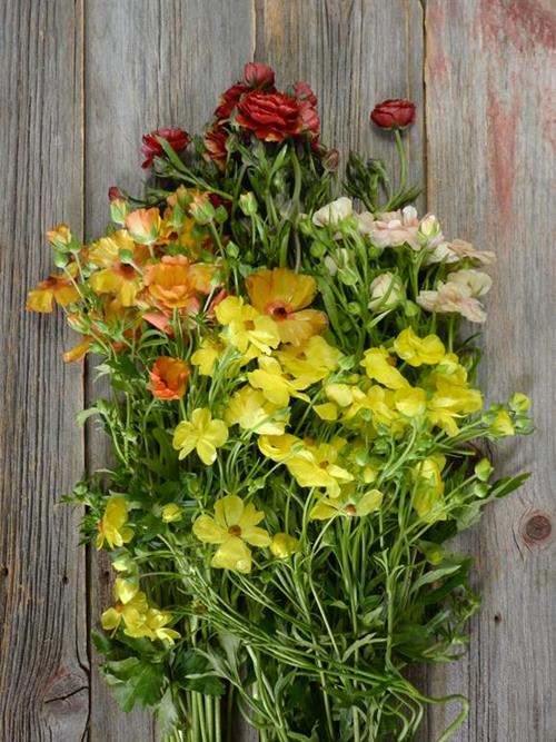 BUTTERFLY  ASSORTED COLORS RANUNCULUS